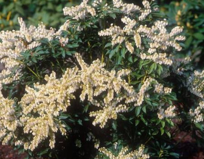 Pieris japonica Reinheit