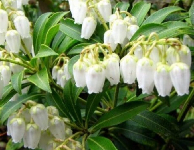Pieris japonica Reinheit
