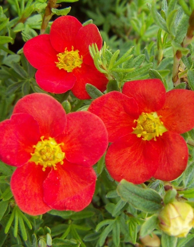 Fingerstrauch  "RED ACE"