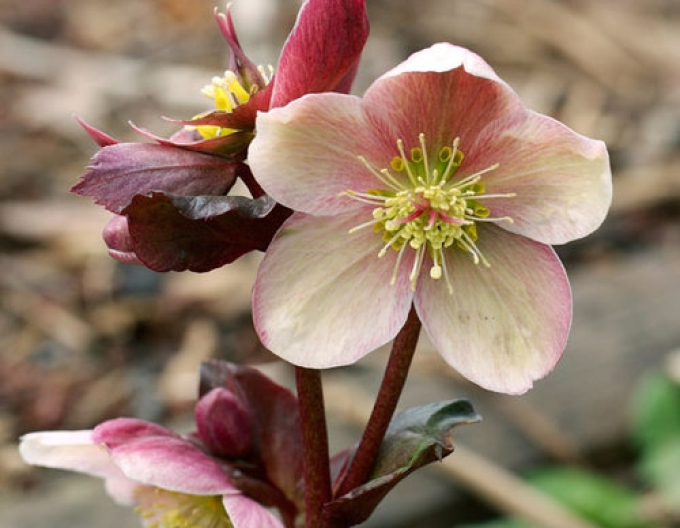 Rosa Frost Hybrid Nieswurz