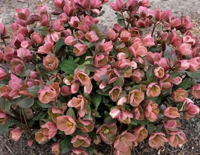 Rosa Frost Hybrid Nieswurz