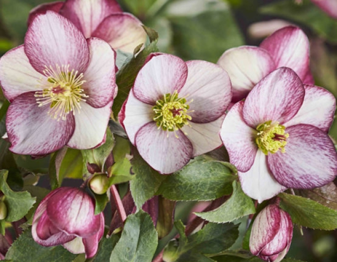 Ice N Roses Rosado Hybrid-Nieswurz