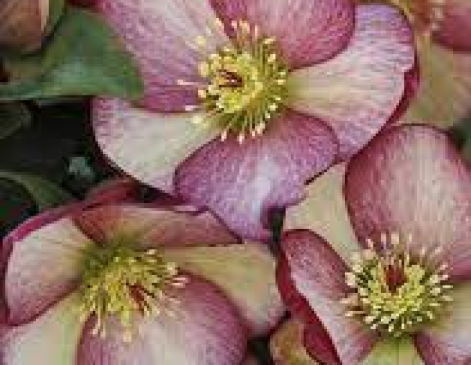 Ice N Roses Rosado Hybrid-Nieswurz