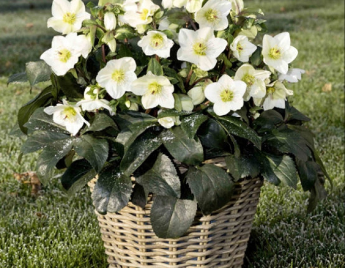 Stechpalmen-Hybride Ice N Roses White