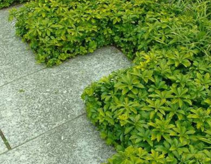 Pachysandra apex GREEN CARPET