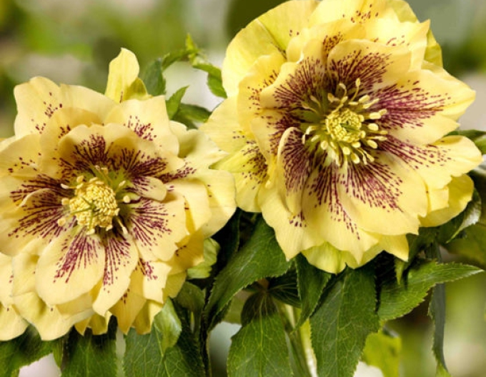 Hybride Nieswurz SP Abby