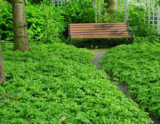 Pachysandra apex GREEN CARPET