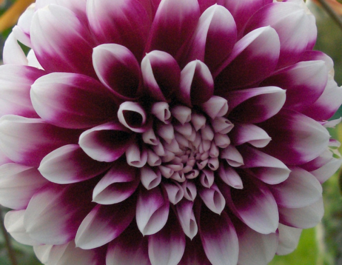 Dahlie Edinburgh