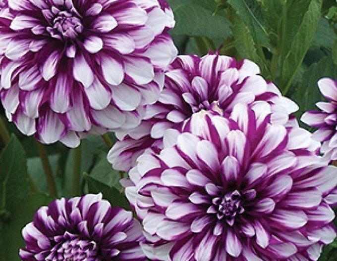 Dahlie Edinburgh