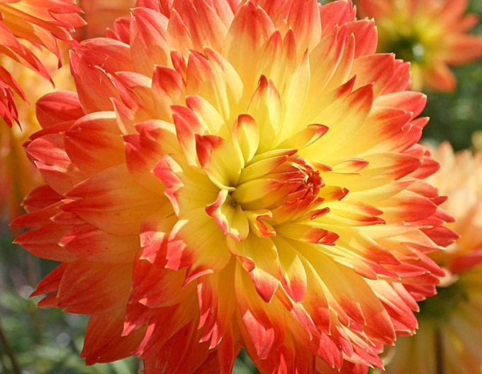 Dahlie Procyon