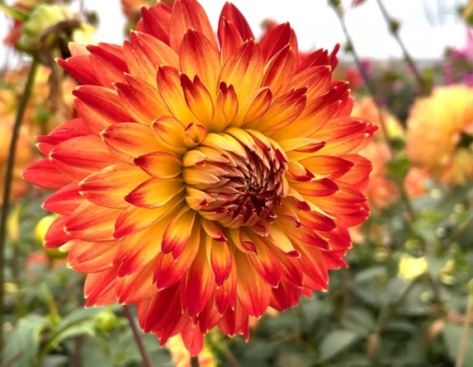 Dahlie Procyon