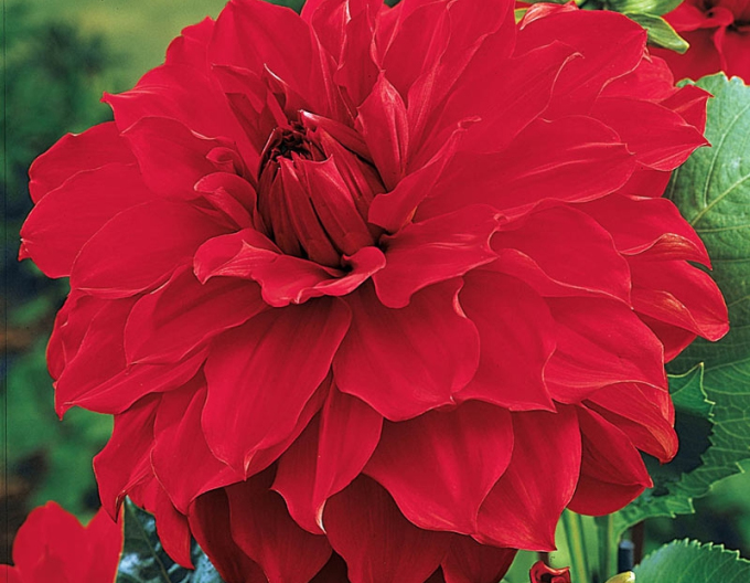 Dahlie Gartenwunder