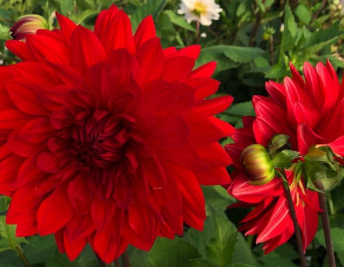 Dahlie Gartenwunder