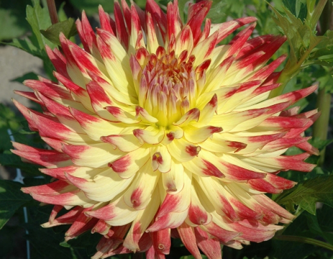 Dahlie Kaktus Summer Breeze