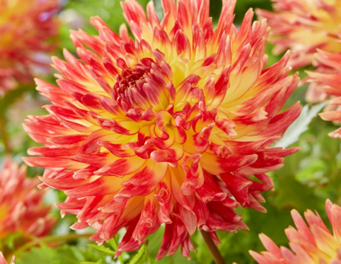 Dahlie Kaktus Summer Breeze