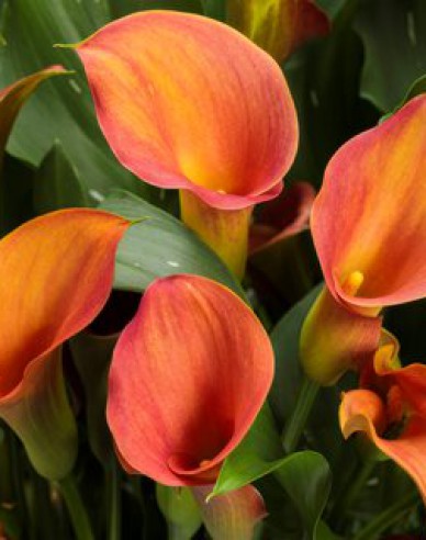 Calla Orange