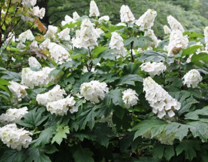 Zweiblättrige Hortensie Schneeriese