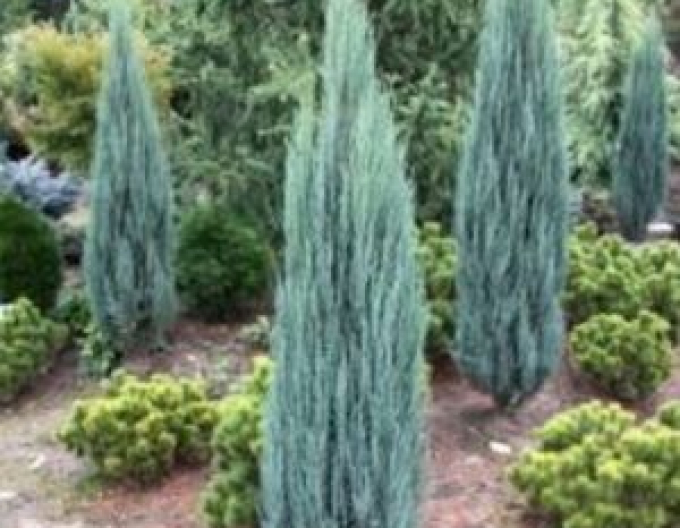 Juniperus virginiana Blauer Pfeil