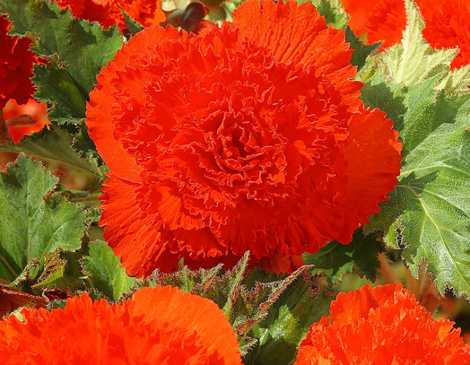 Begonie trepenita Orange