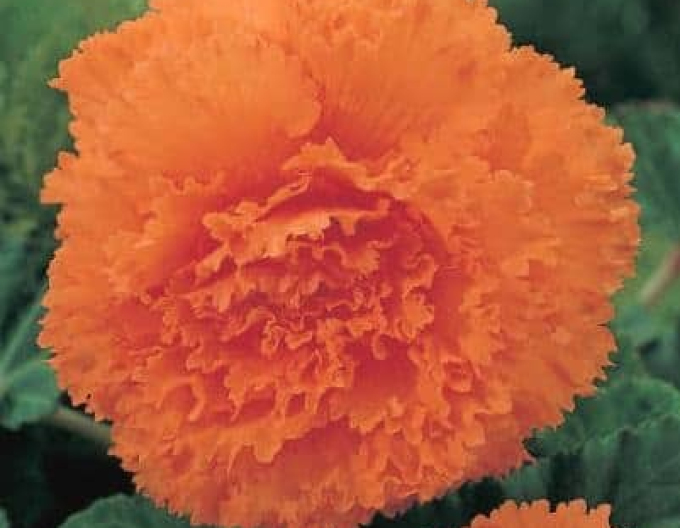 Begonie trepenita Orange