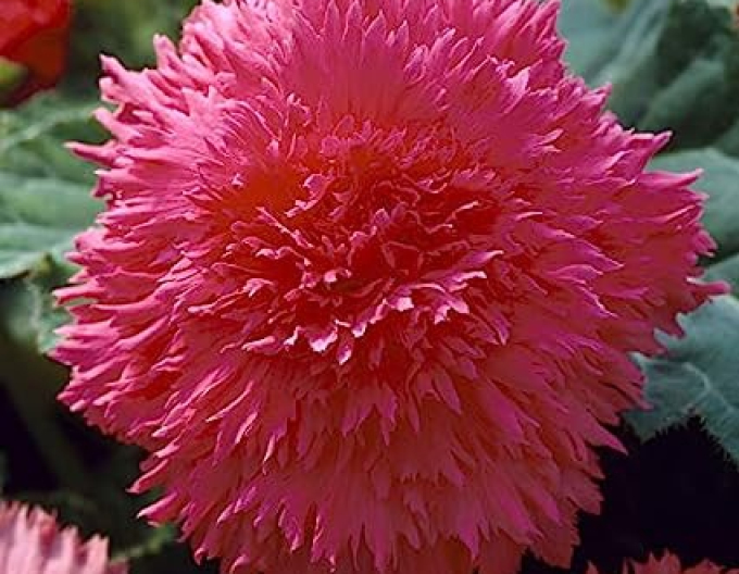 Fieder-Begonie Rosa