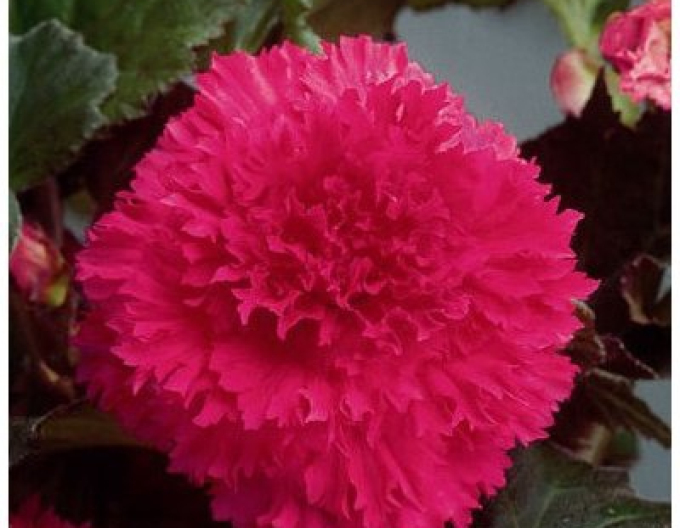 Fieder-Begonie Rosa