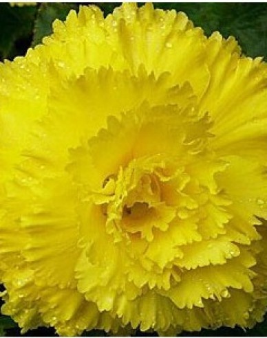 Begonie trepenita Gelb