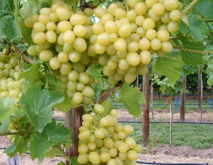 Weinrebe Arkadia