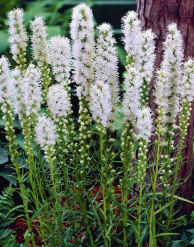 Liatra Floristan Weiß