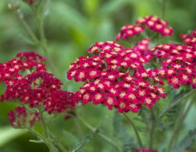 Gemeine ´Red Velvet´