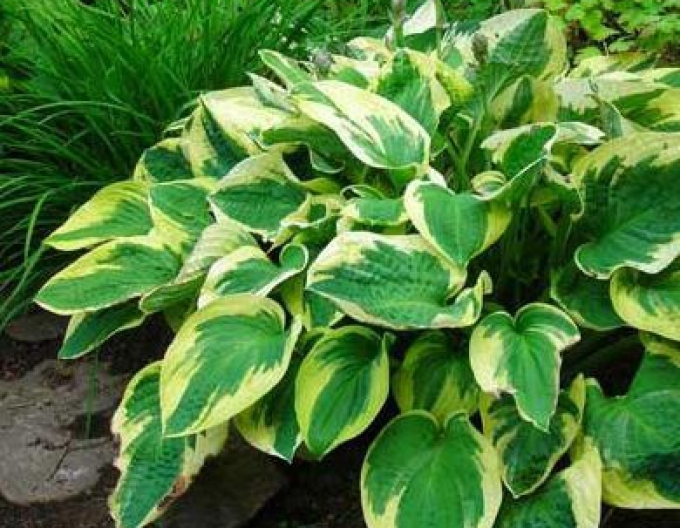 Hosta Funkia Breite Krempe1l