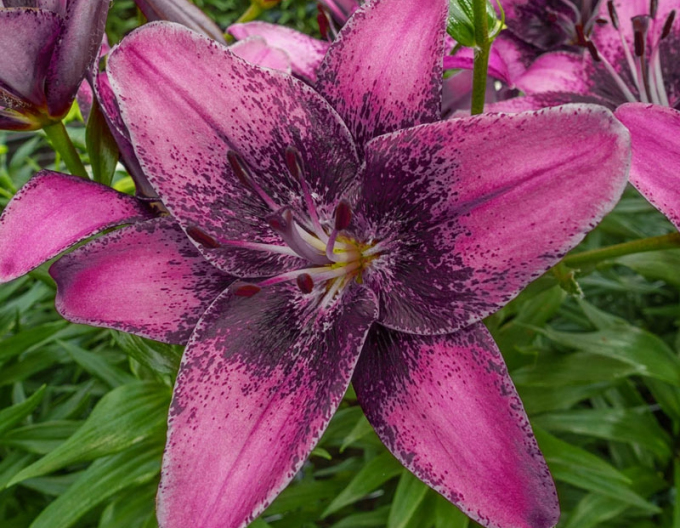 Asiatische Zweifarbige Lilie Purple Dream
