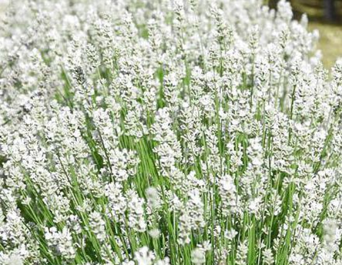 Lavendel "Aromatico Silber"