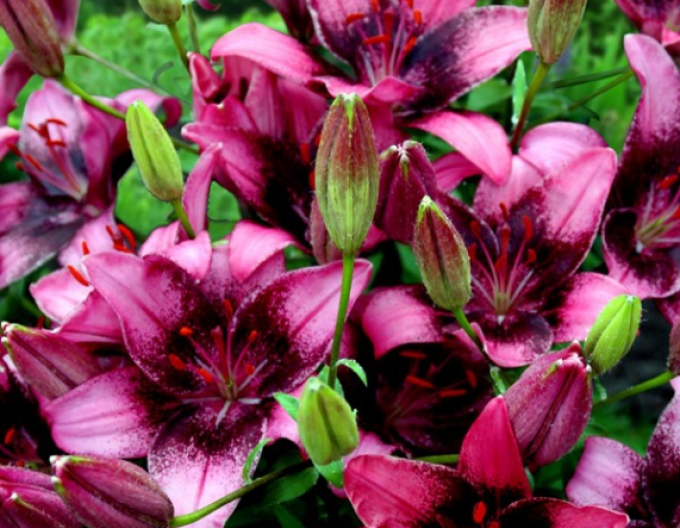 Asiatische Zweifarbige Lilie Purple Dream