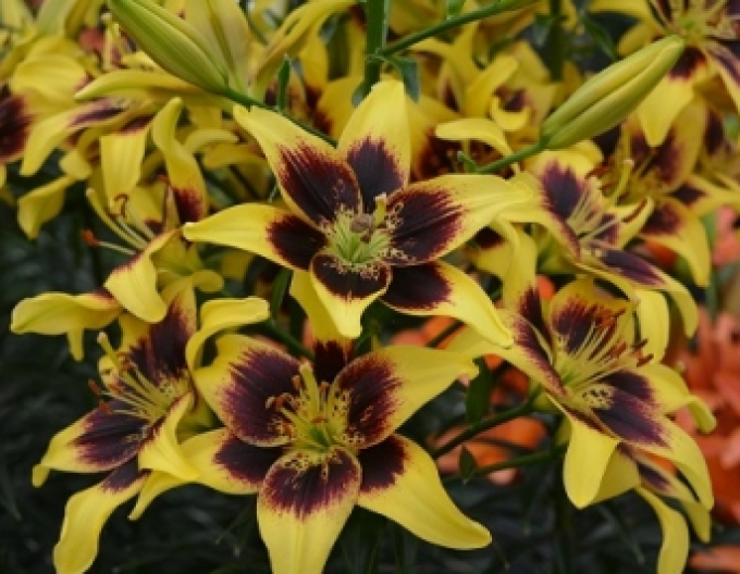 Asiatische Lilie zweifarbig Pieton