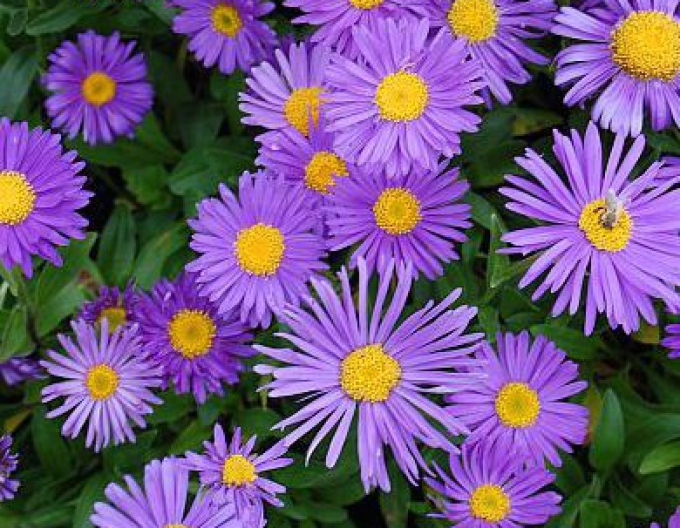 Alpen-Aster  Violett