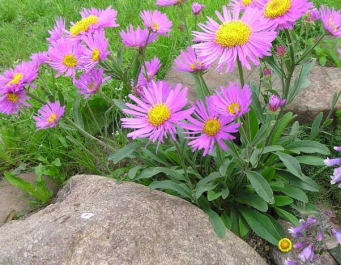 Alpen-Aster  Happy End
