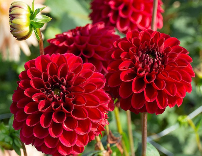 Dahlie dekorativ Rot