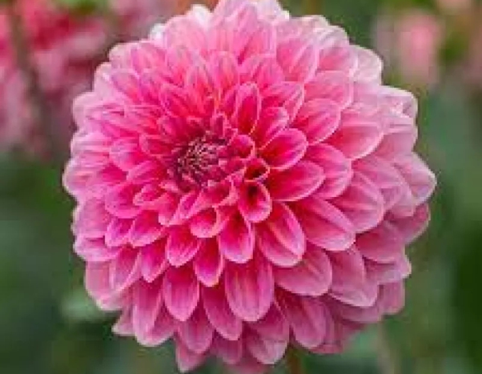 Dahlie dekorativ Rosa