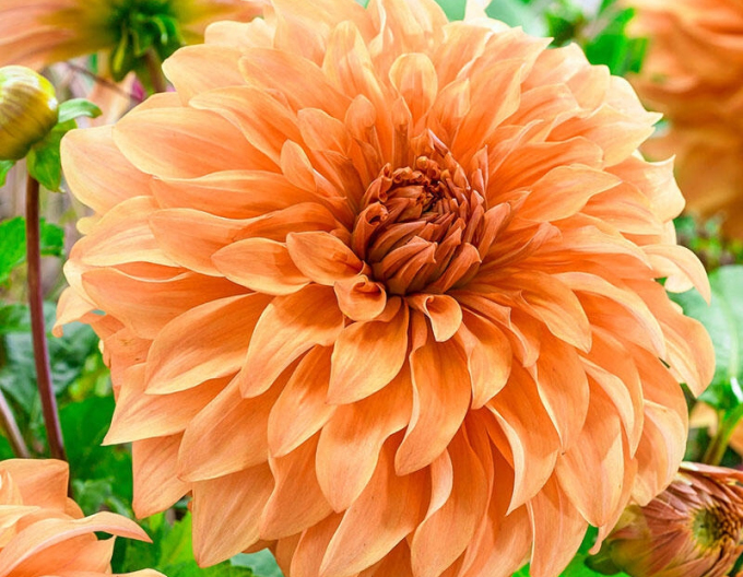 Dahlie dekorativ Orange