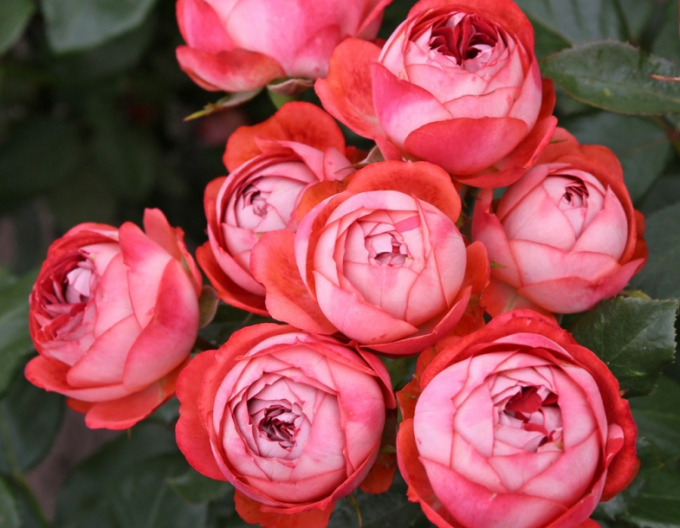 Rose Pompeji