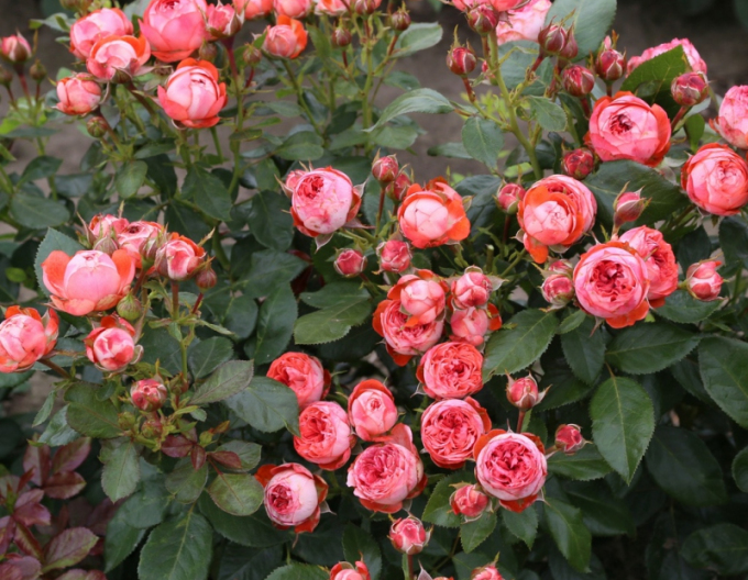 Rose Pompeji