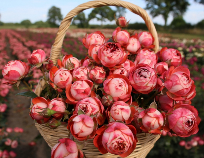 Rose Pompeji