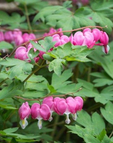 Tränendes Herz Pink