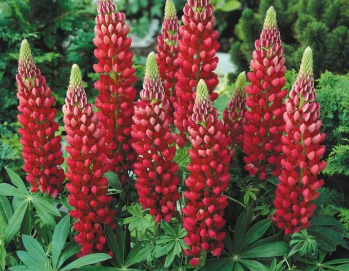 Lupine Rot