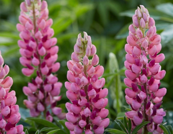 Lupine Rosa