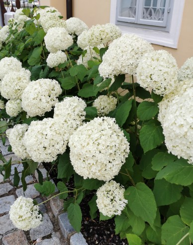 Hortensie Annabelle