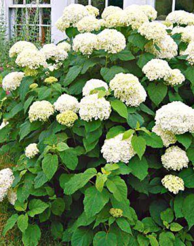Hortensie Annabelle
