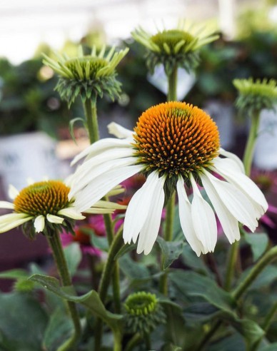 Echinacea Alba