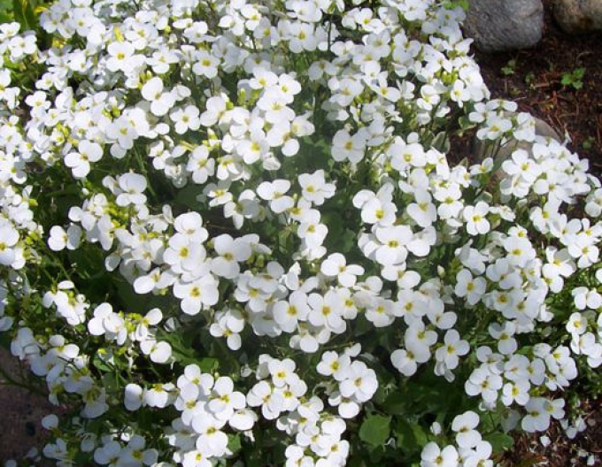 Gänsekresse Little Treasure White